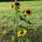 Sonnenblumen